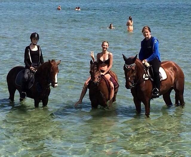 New Forest Veenwijk`s Chester billede 5