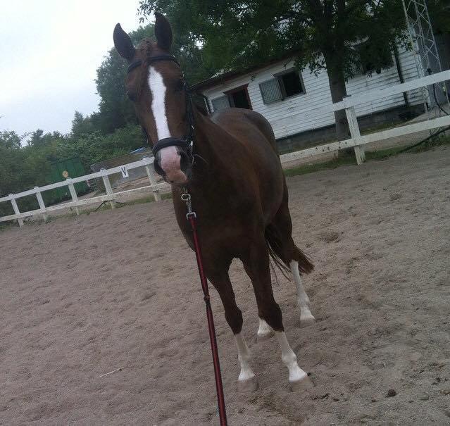 New Forest Veenwijk`s Chester billede 7