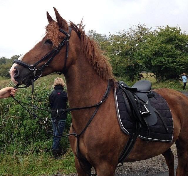 New Forest Veenwijk`s Chester billede 9