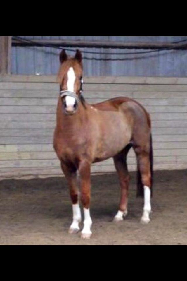 New Forest Veenwijk`s Chester billede 12