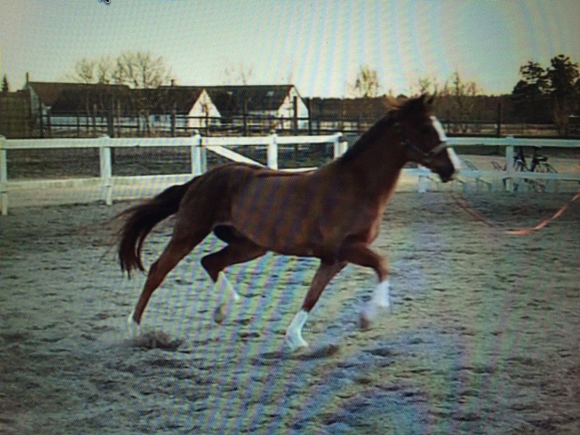 New Forest Veenwijk`s Chester billede 13