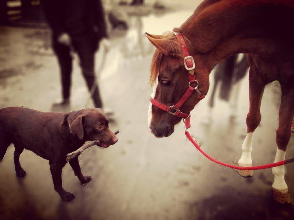 New Forest Veenwijk`s Chester billede 14