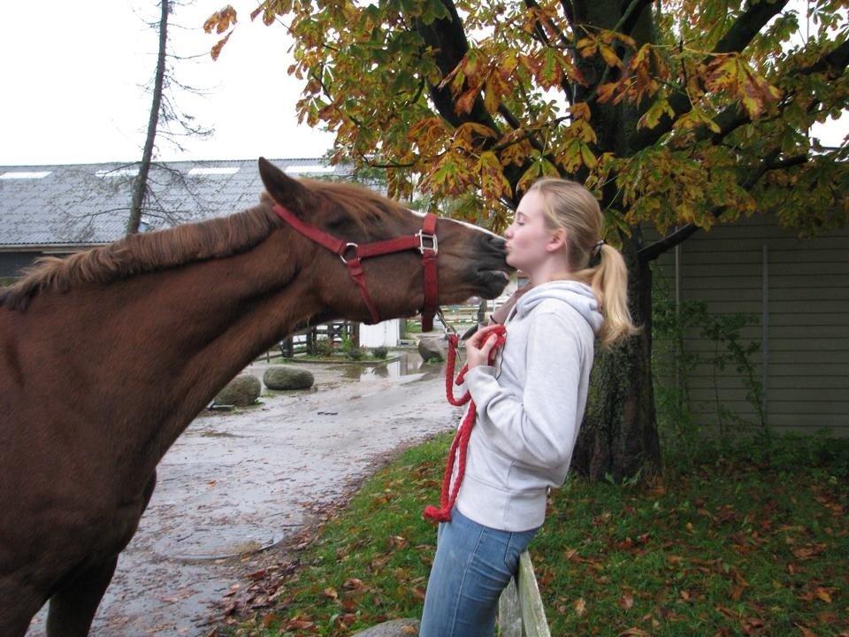 New Forest Veenwijk`s Chester billede 11