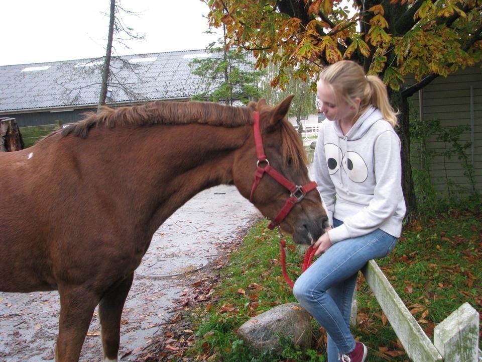 New Forest Veenwijk`s Chester billede 15