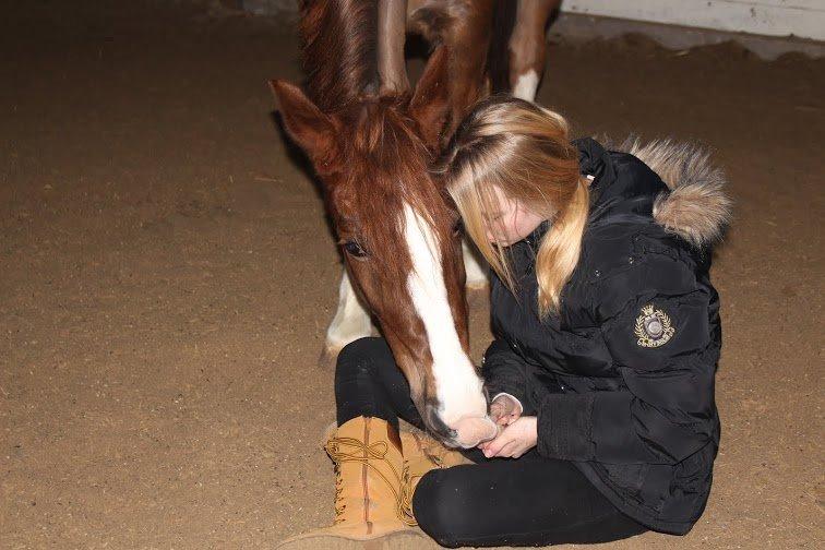 New Forest Veenwijk`s Chester billede 17