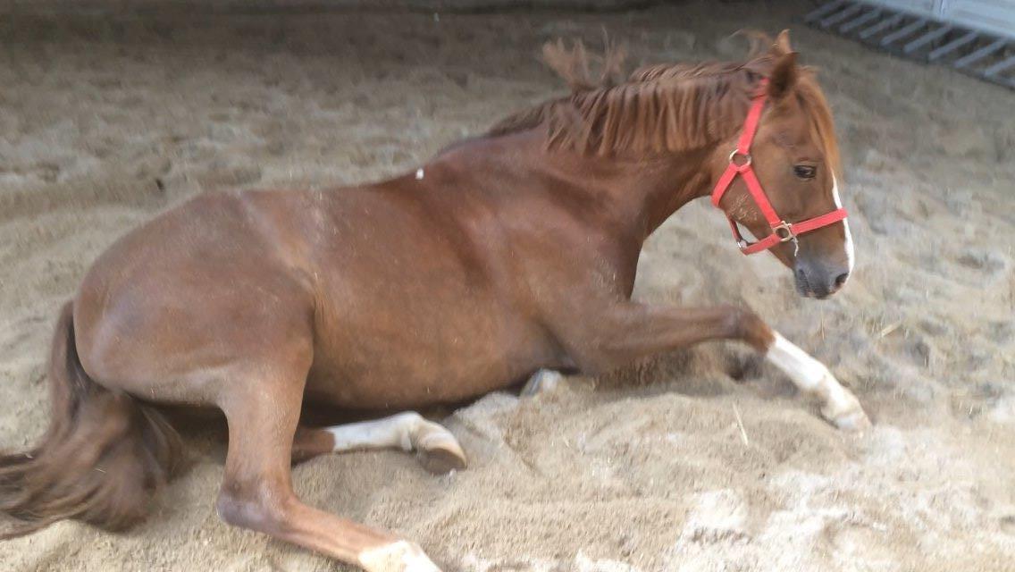 New Forest Veenwijk`s Chester billede 18