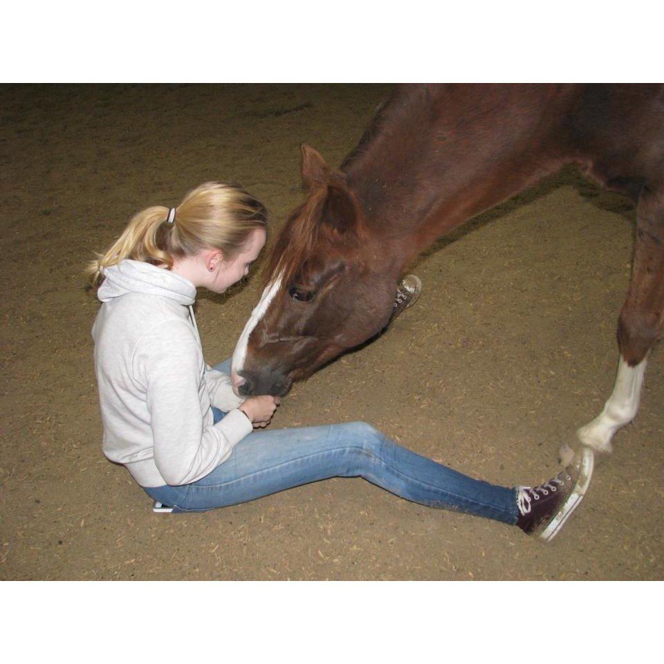 New Forest Veenwijk`s Chester billede 19