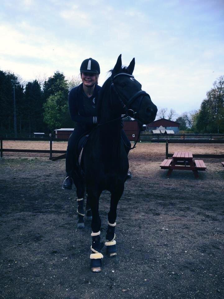 Trakehner Bolero billede 2