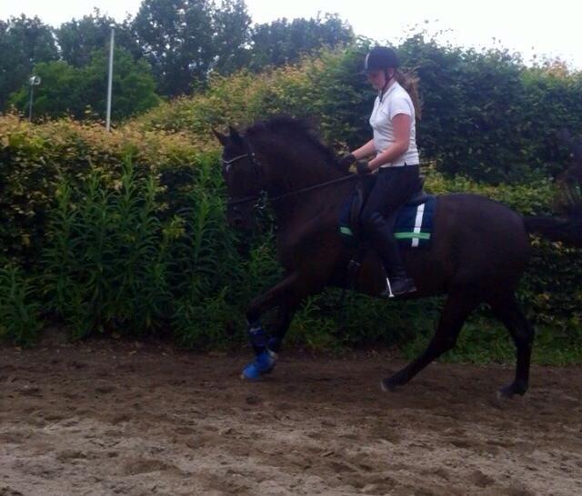 Trakehner Bolero billede 3