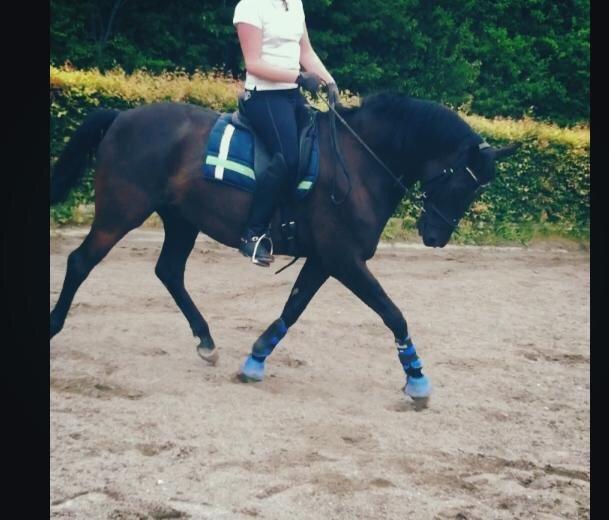 Trakehner Bolero billede 4