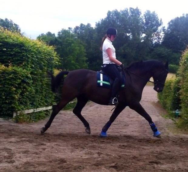 Trakehner Bolero billede 5
