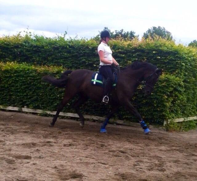 Trakehner Bolero billede 6