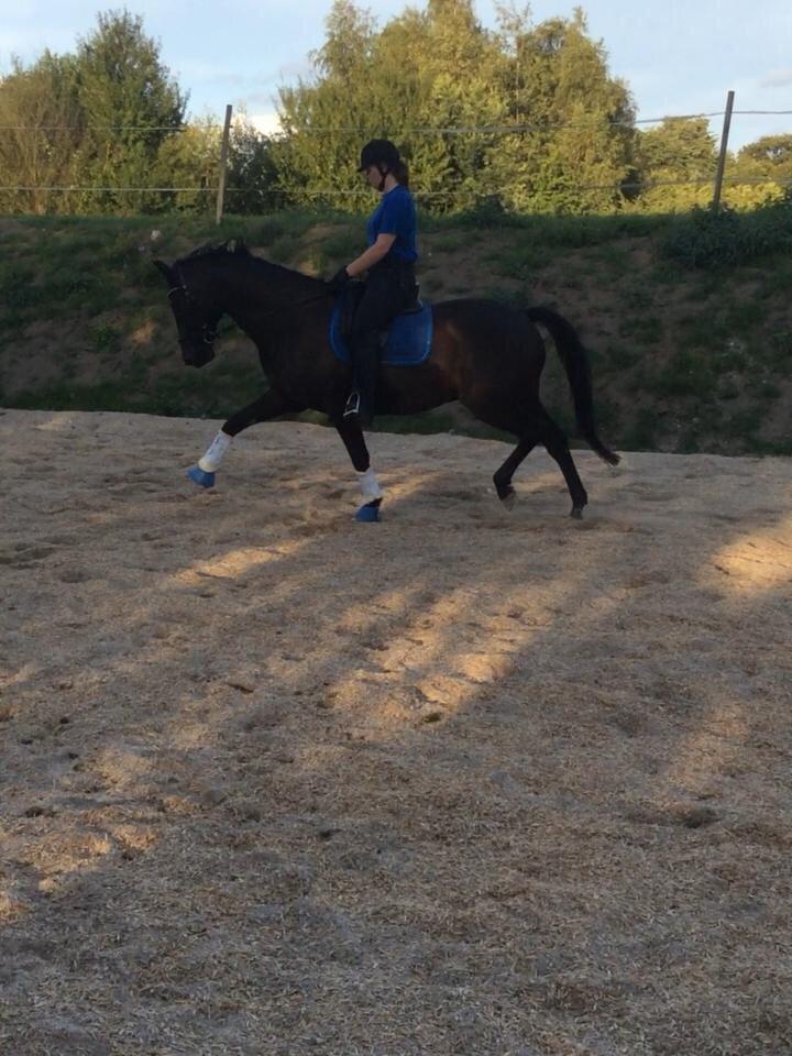 Trakehner Bolero billede 7