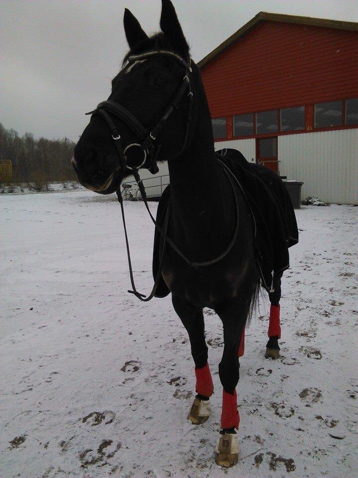 Trakehner Bolero billede 8