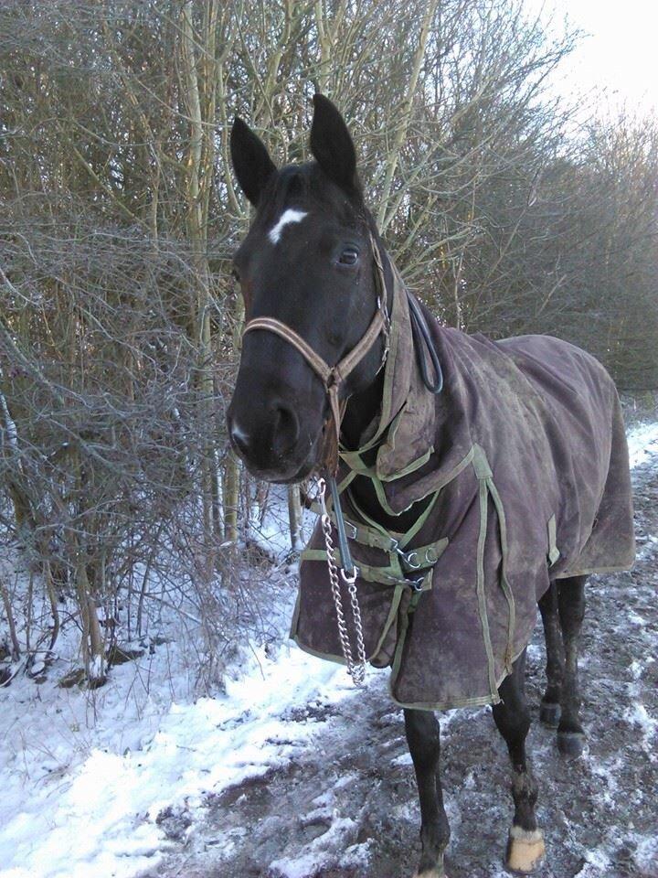 Trakehner Bolero billede 9
