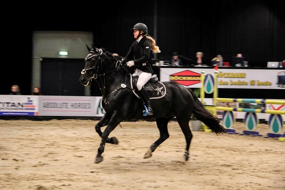 Welsh Cob (sec D) LSG Cæsar (Casino) - Solgt  - JBK 2014 billede 2