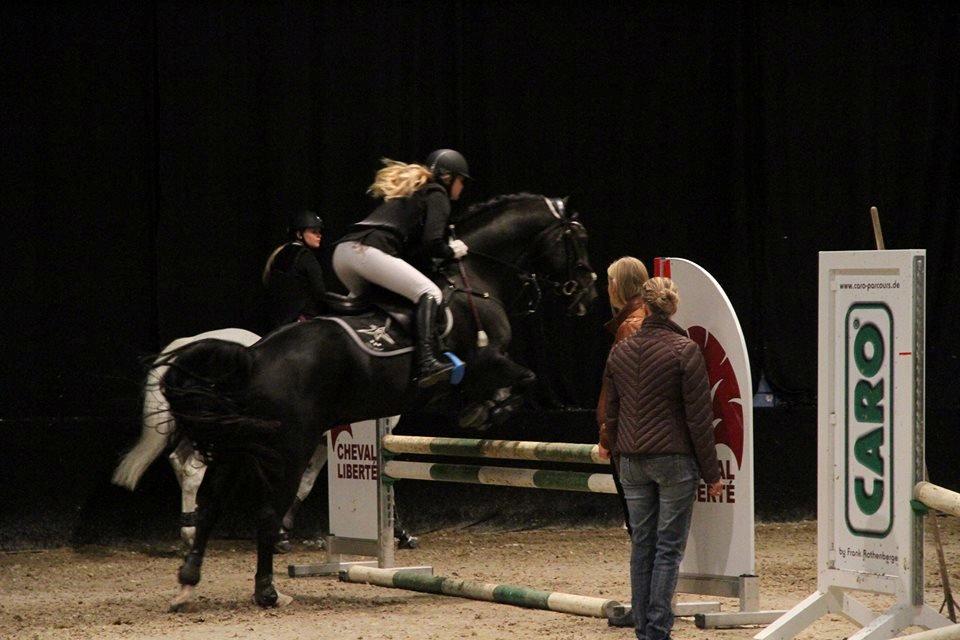 Welsh Cob (sec D) LSG Cæsar (Casino) - Solgt  - På opvarmningen til JBK 2014 billede 3