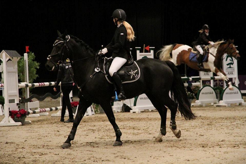 Welsh Cob (sec D) LSG Cæsar (Casino) - Solgt  - JBK 2014 billede 6