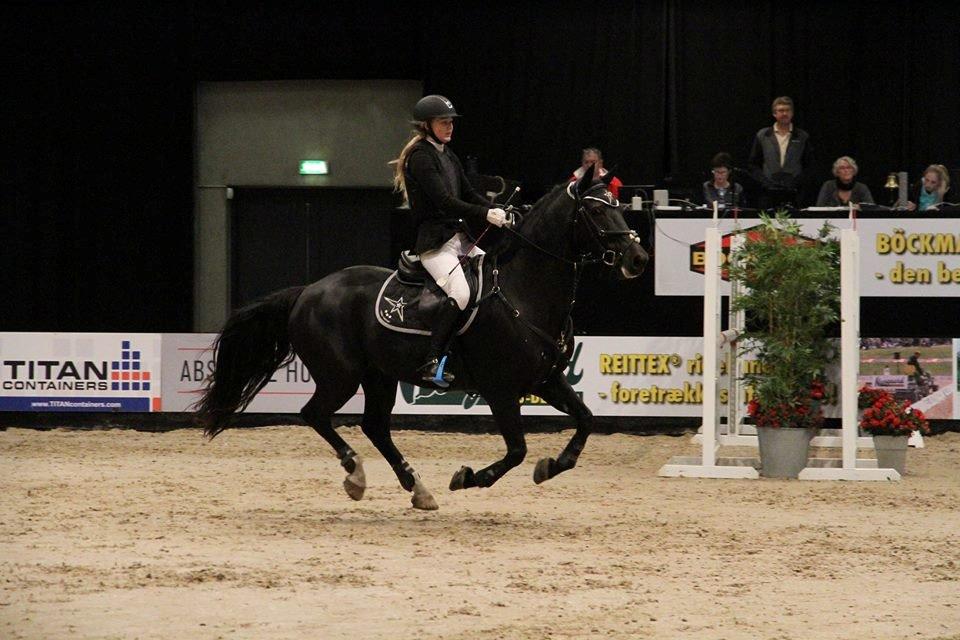 Welsh Cob (sec D) LSG Cæsar (Casino) - Solgt  - JBK 2014 billede 7
