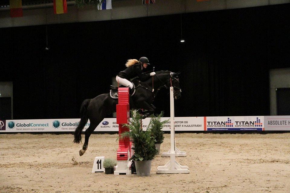 Welsh Cob (sec D) LSG Cæsar (Casino) - Solgt  - JBK 2014 her i LA** billede 5