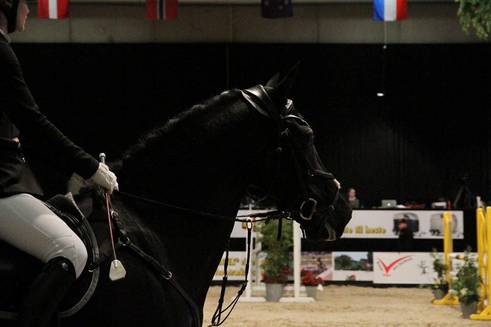 Welsh Cob (sec D) LSG Cæsar (Casino) - Solgt  - Holder klar til at komme ind på banen til JBK 2014 <3 billede 1
