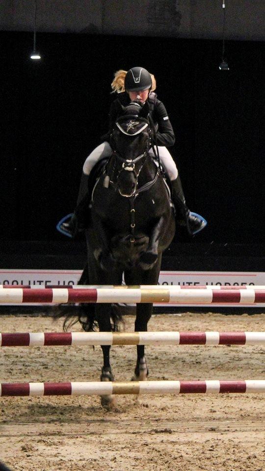 Welsh Cob (sec D) LSG Cæsar (Casino) - Solgt  - JBK 2014 billede 4