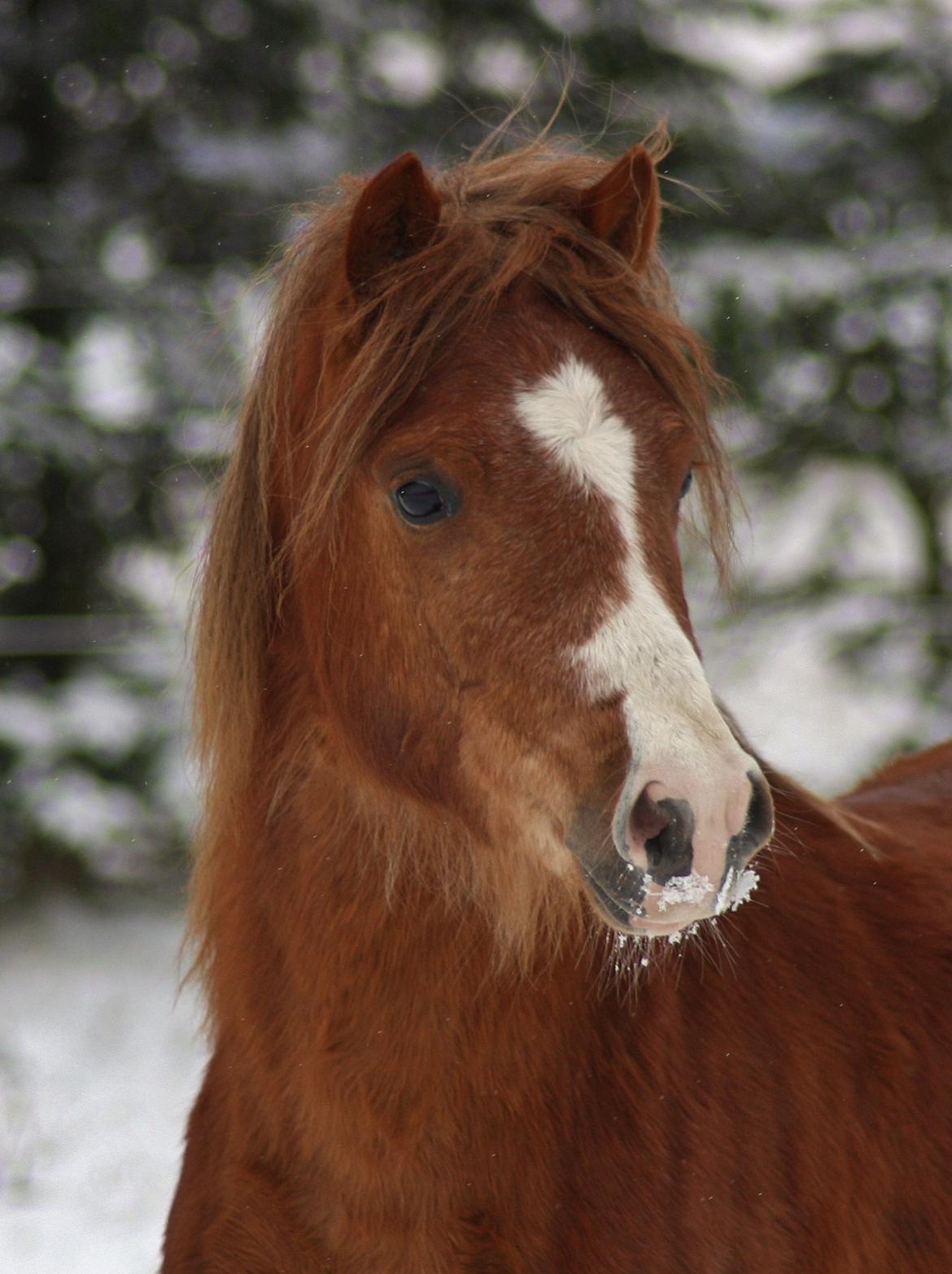 Welsh Mountain (sec A) Melanders Royal Dream - Dream 3 feb. 2015 Han er ved og blive en stooor dreng billede 3