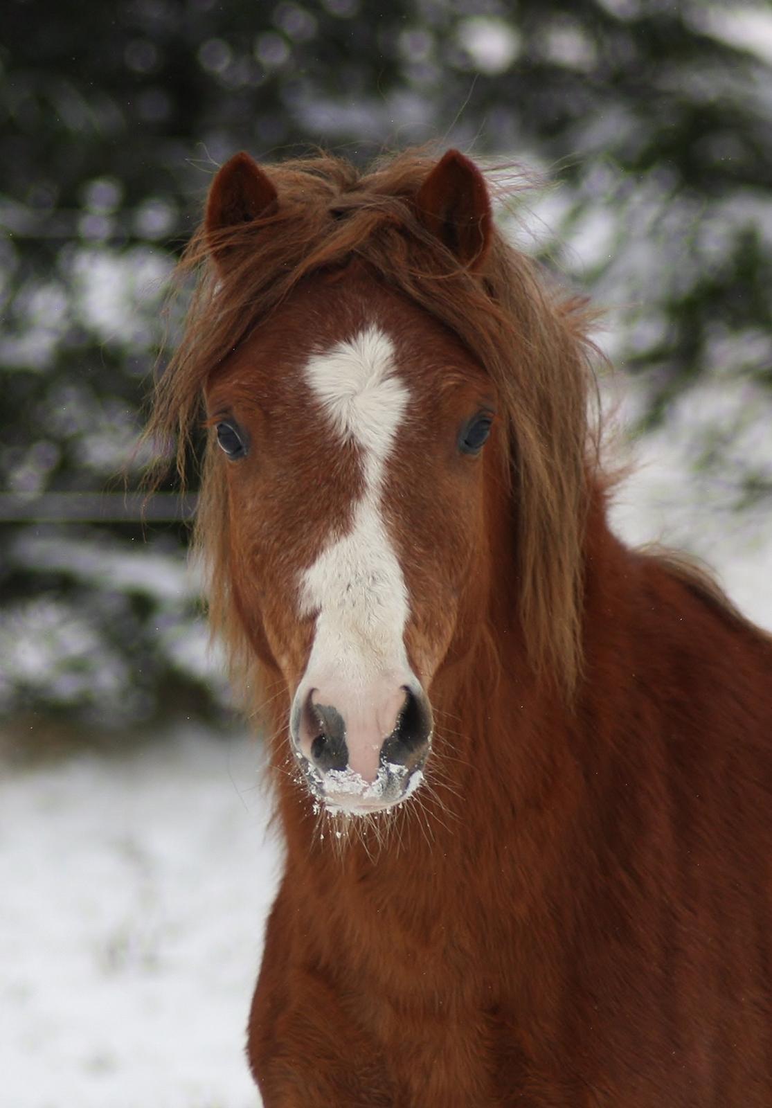 Welsh Mountain (sec A) Melanders Royal Dream - 3 feb. 2015 billede 27