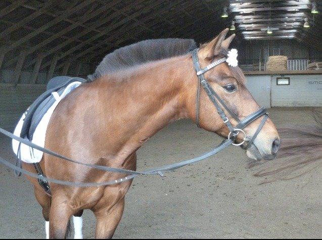 Anden særlig race Damgårdens Mister Mani billede 4