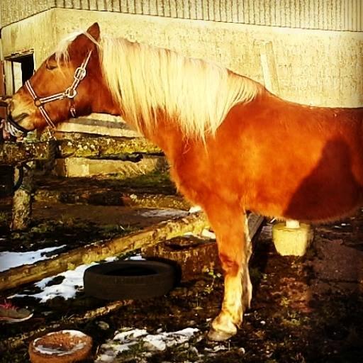 Haflinger Højemindes Stjerne billede 2