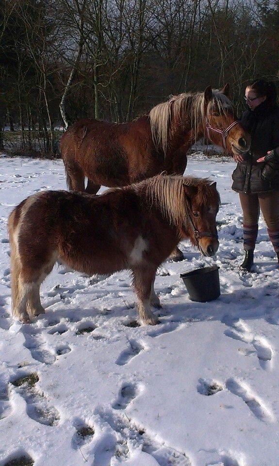 Haflinger Højemindes Stjerne billede 3
