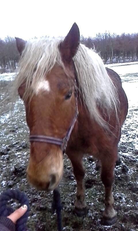 Haflinger Højemindes Stjerne billede 4