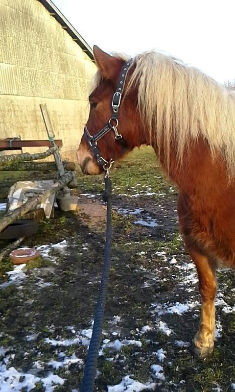 Haflinger Højemindes Stjerne billede 5