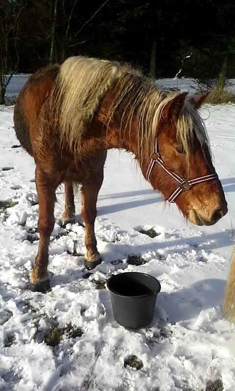 Haflinger Højemindes Stjerne billede 6