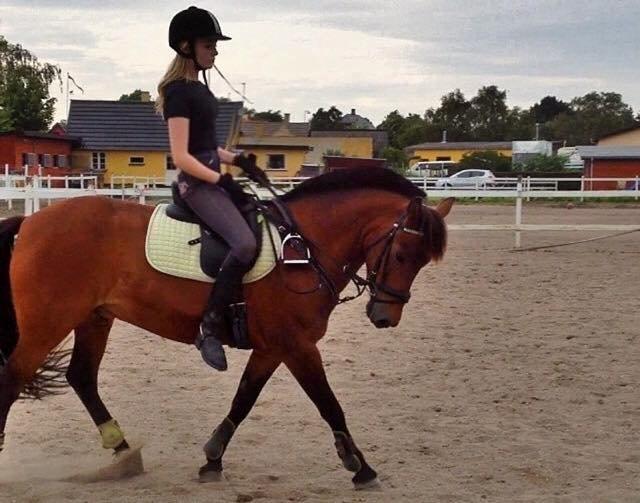 Anden særlig race Damgårdens Mister Mani billede 8