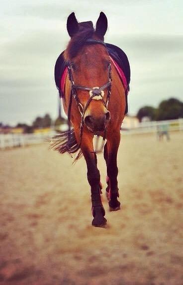 Anden særlig race Damgårdens Mister Mani billede 9