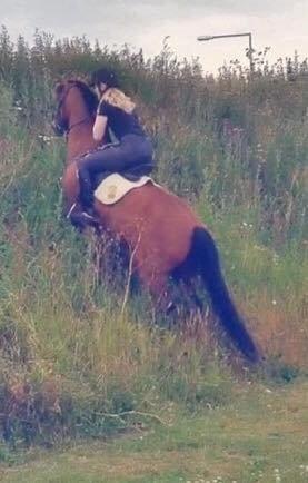 Anden særlig race Damgårdens Mister Mani billede 10