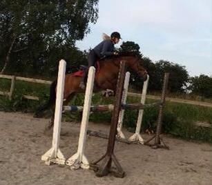 Anden særlig race Damgårdens Mister Mani billede 12