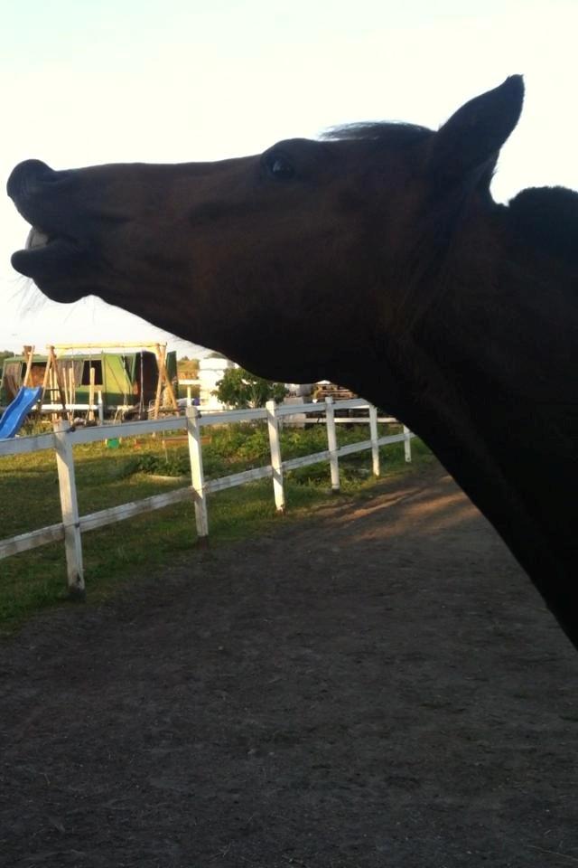 Anden særlig race Damgårdens Mister Mani billede 13