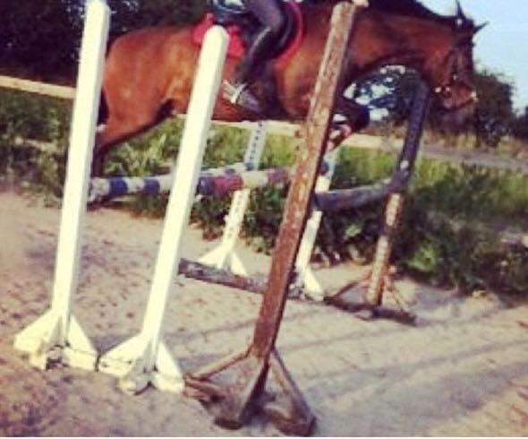 Anden særlig race Damgårdens Mister Mani billede 14