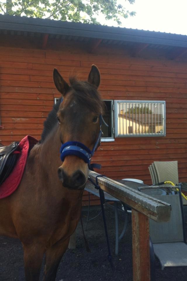 Anden særlig race Damgårdens Mister Mani billede 17