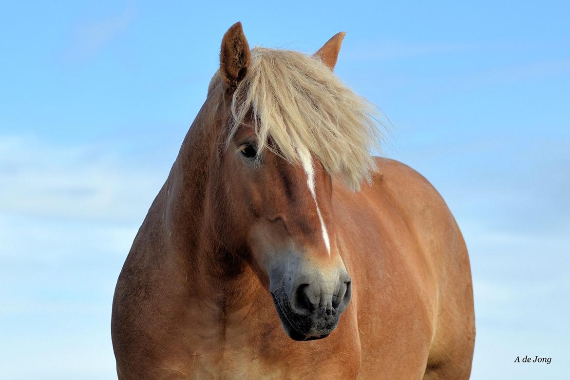 Jyde Johan - Intet problem at lade ham gå løs på marken, hvor der er mennesker er Johan :D billede 6