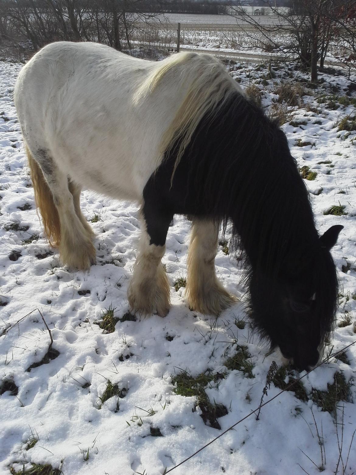 Irish Cob Indie billede 15