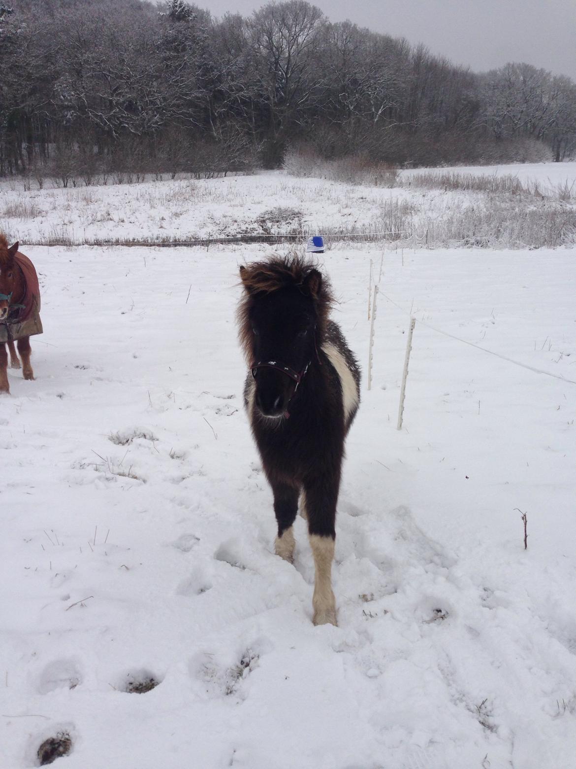 Islænder Ófeigur fra Bakkegården ll - Punker pony i sneen  billede 19