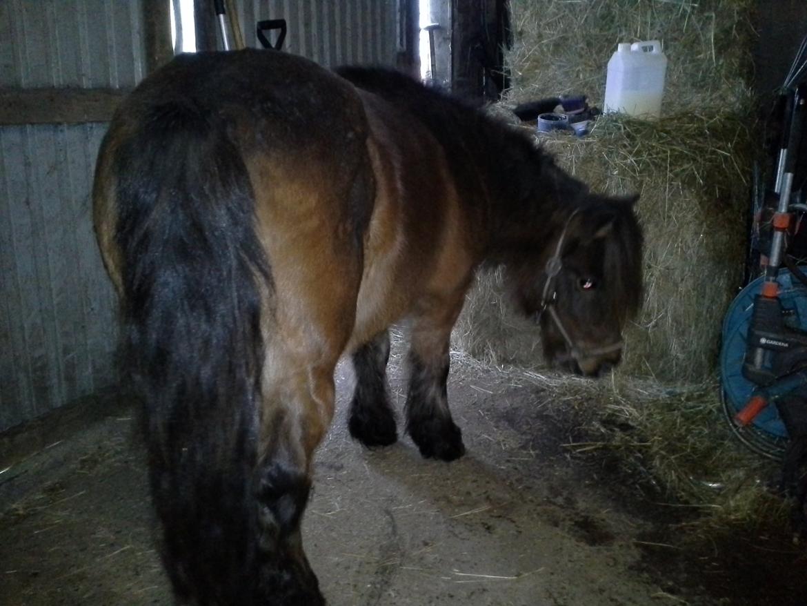 Shetlænder Molly billede 1