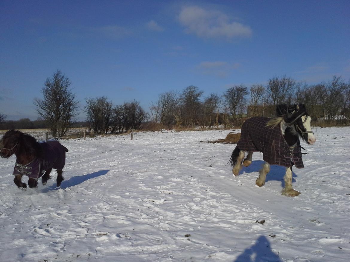 Shetlænder Molly billede 3