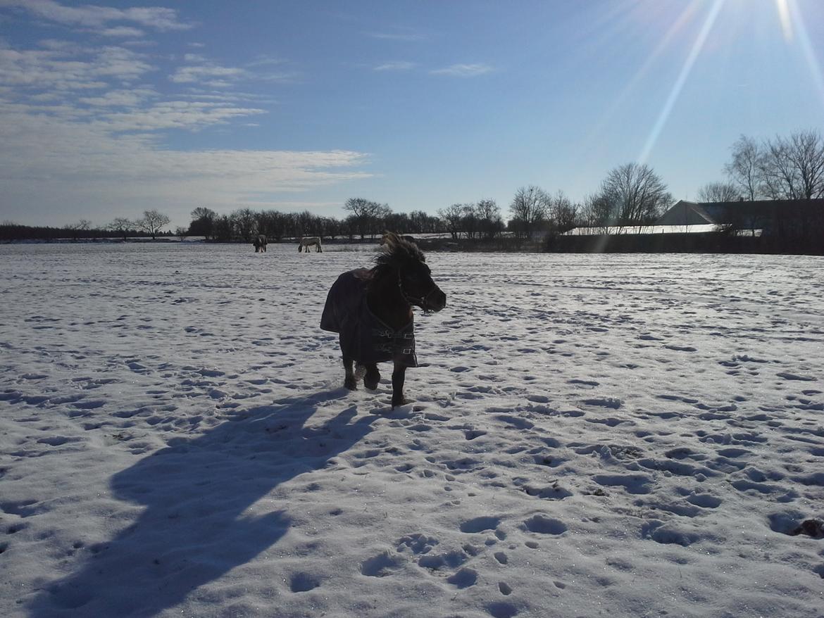 Shetlænder Molly billede 4