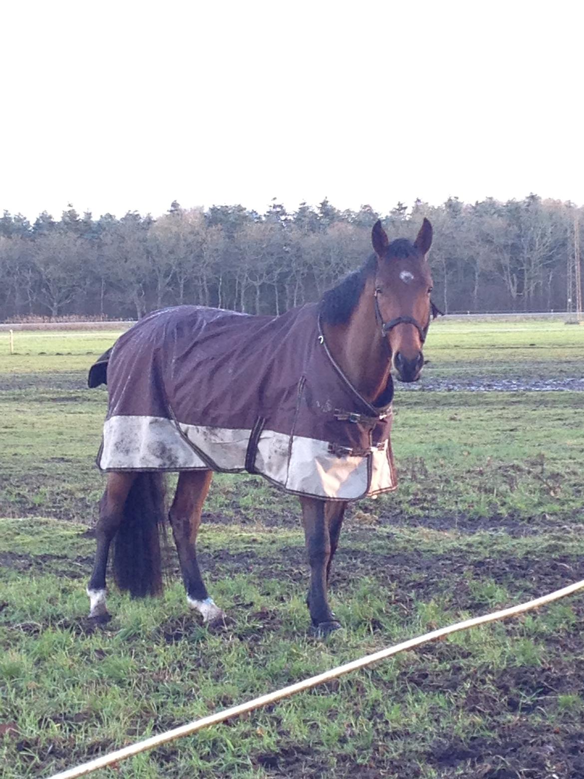 Dansk Varmblod Focus billede 9