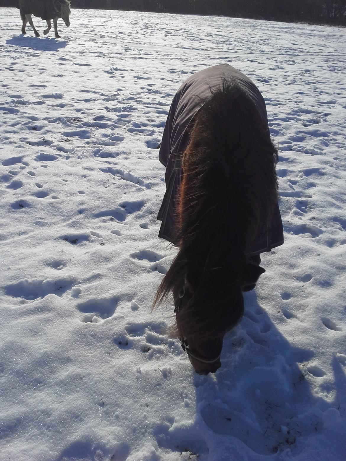 Shetlænder Molly billede 5