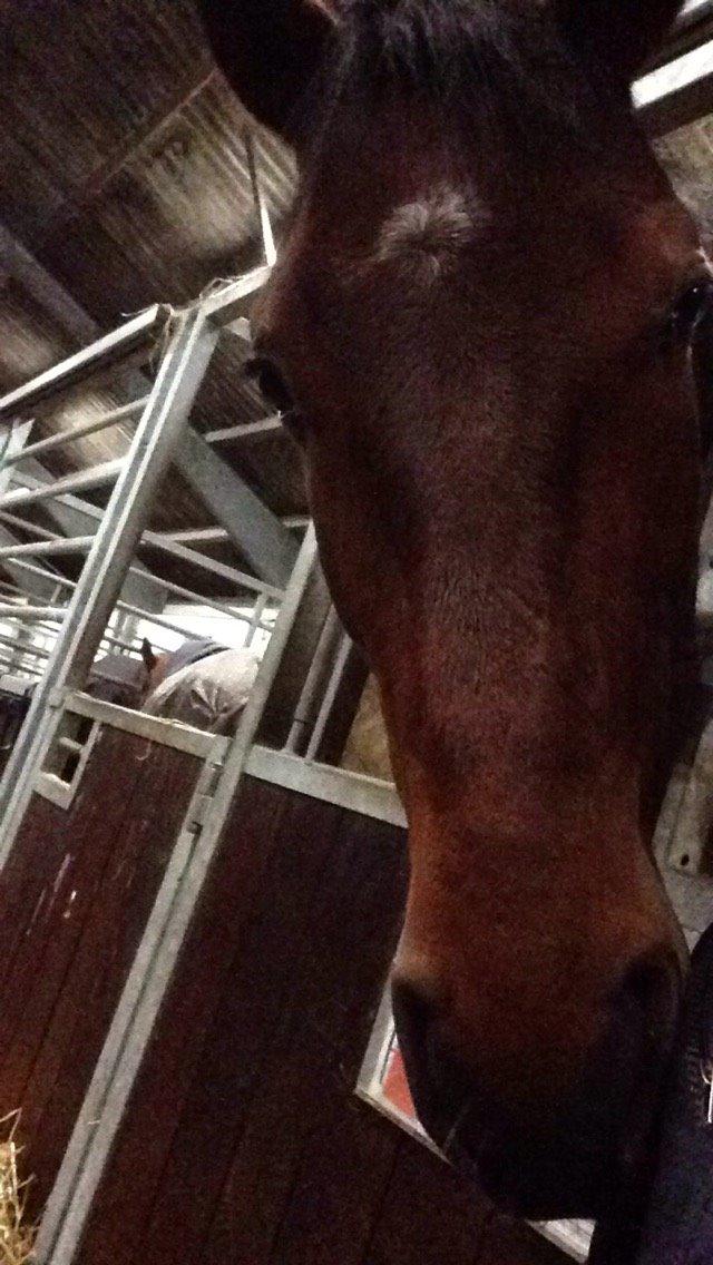 Dansk Varmblod Focus billede 7